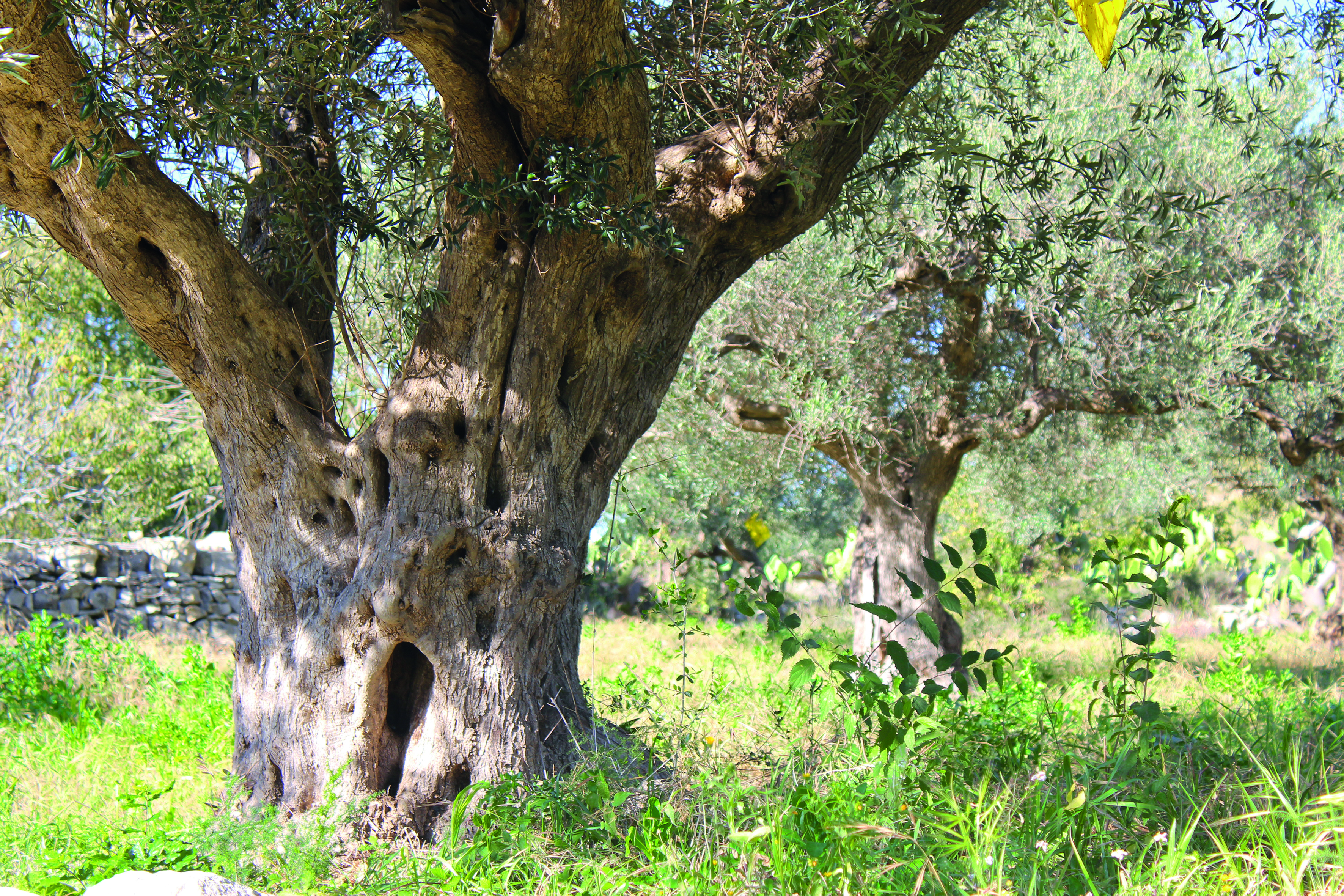 Olive tree Photo by Olivomio